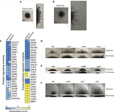 Transcriptional Control of Hypoxic Hyphal Growth in the Fungal Pathogen Candida albicans